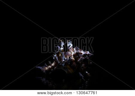 white sea Shells isolated on black background.