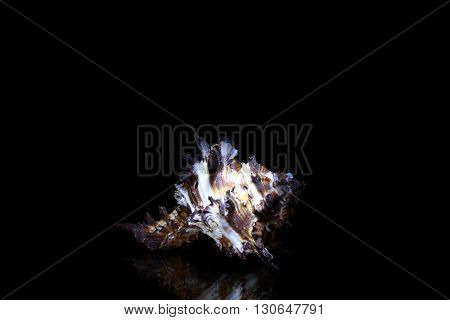 white sea Shells isolated on black background.
