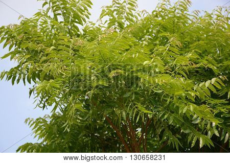 Neem plan tree in garden , Azadirachta indica