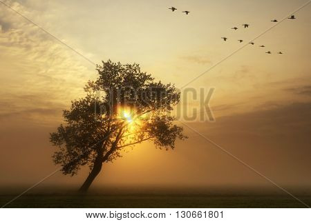 flying geese above a misty meadow while the sun rises behind a bended tree