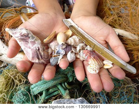 child is holding beautifull shells in both hands