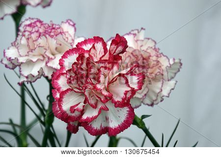 beautiful mixed colored flower pink white breeded