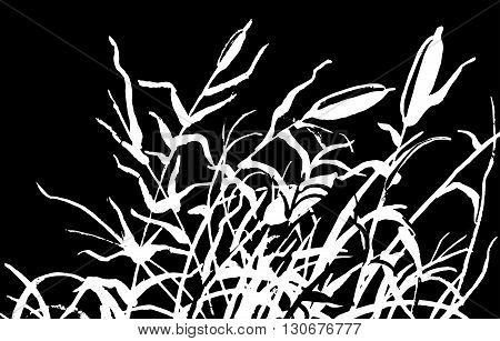 Reed Vector Illustration.