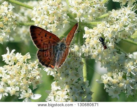 A Purplish Copper Butterfly on white flowers