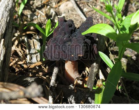 A dark maroon colored False Morel (Gyromitra esculenta)