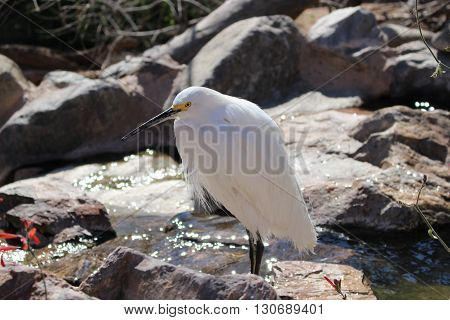 Snowy_Egret at the waters edge just chillin