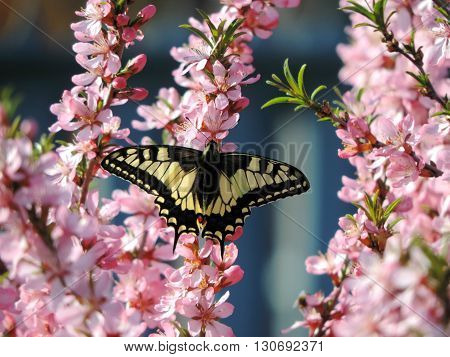 Black and yellow colored butterfly on a bloomimg almond tree