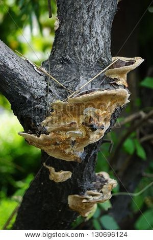a tree in a tropical climate which is overgrown by fungi