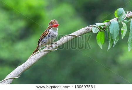 beautiful female banded kingfisher (Lacedo pulchella) in Thai forest