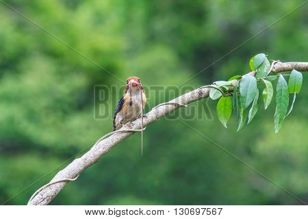 beautiful male banded kingfisher (Lacedo pulchella) in Thai forest