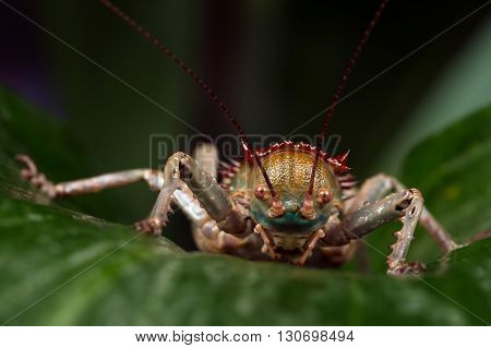 Armoured Cricket (Acanthoplus Discoidalis) on large palm leaf