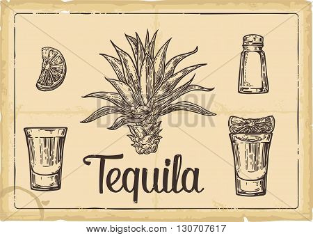 Glass and botlle of tequila. Cactus salt and lime Hand drawn sketch set of alcoholic cocktails. Vector illustration