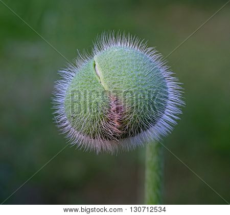 One bud of oriental poppy on natural habitat