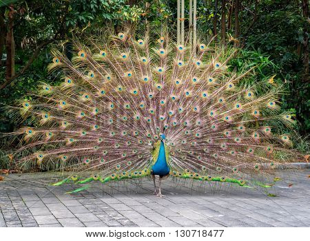 peacock in garden
