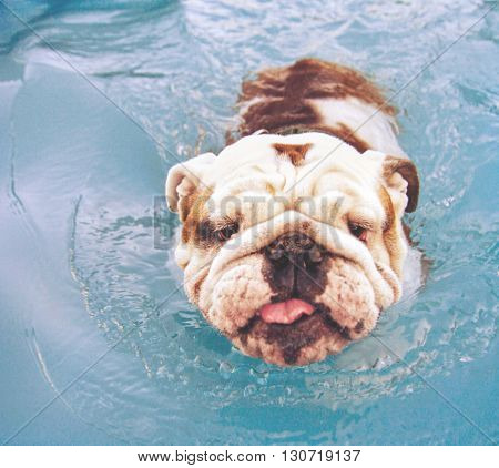  a bulldog having fun at a local public pool toned with a retro vintage instagram filter app or action effect