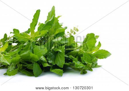 Holy Basil Or Tulsi Leaves Isolated Over White Background