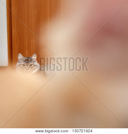 Kuril Bobtail cat. In the foreground a kitten's nose. Thoroughbred cat. Cute and funny kitten. Pet.