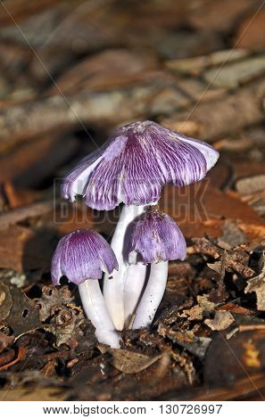 Purple toadstools growing on the rainforest floor