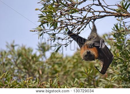 Male grey headed flying fox (fruit bat) Pteropus hanging from a tree with one leg with wing unfurled, Sydney, Australia.