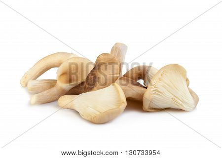 Abalone Mushroom Isolated On White Background