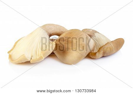 Abalone Mushroom Isolated On White Background