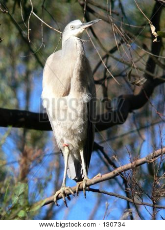 흰 얼굴된 왜가리