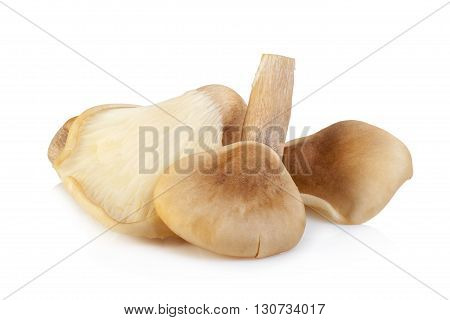 Abalone Mushroom Isolated On White Background