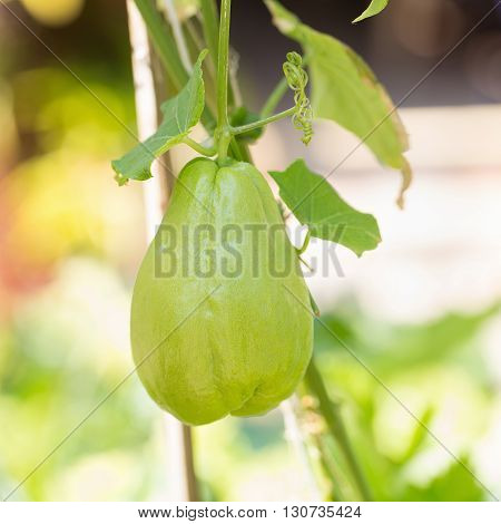 Green Chayote, Sechium Edule Hanging On The Tree