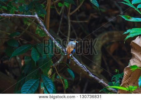 Silver-breasted Broadbill (Serilophus lunatus) beautiful bird on a branch