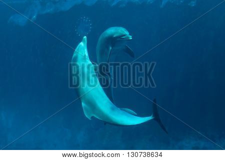Common bottlenose dolphins (Tursiops truncatus). Wild life animal. 