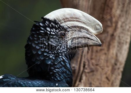 Silvery-cheeked hornbill (Bycanistes brevis). Wild life animal. 