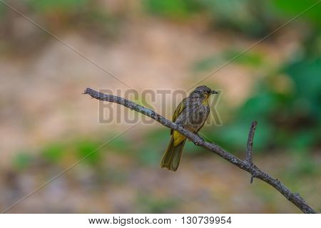 Stripe-throated Bulbul Bird, Standing On A Branch In Nature