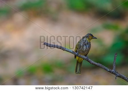 Stripe-throated Bulbul Bird, Standing On A Branch In Nature