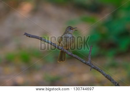 Streak-eared Bulbul (pycnonotus Blanfordi) In Nature