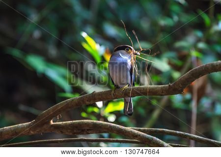 Silver-breasted Broadbill Beautiful Bird On A Branch