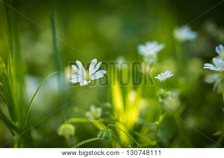 Beautiful Wild White Chickweed Flowers