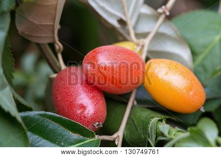 Ripe Elaeagnus Latifolia Fruits
