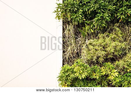 Green wall with white wall for copy space