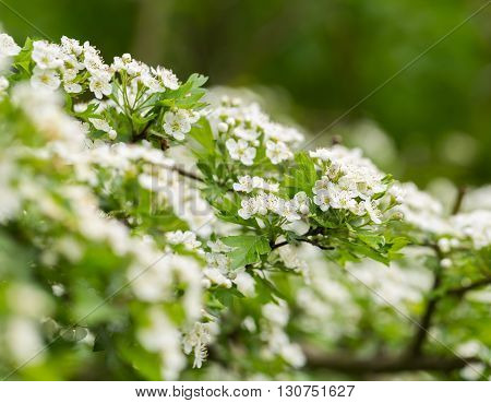 Wild Blooming Hawthorn