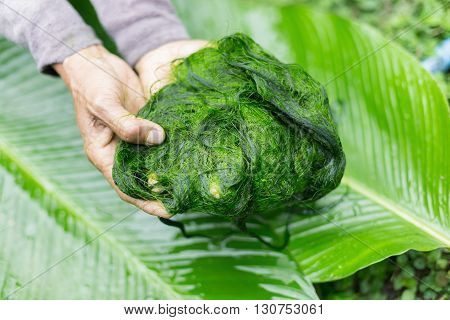 Freshwater Algae (spirogyra Sp.) Ready Is Used To Make Food