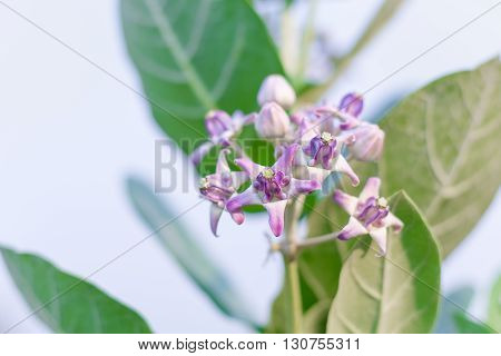 Crown Flower, Giant Indian Milkweed, Gigantic, Swallowwort