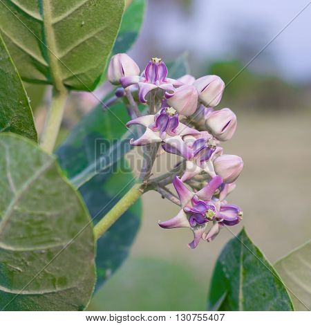 Crown Flower, Giant Indian Milkweed, Gigantic, Swallowwort