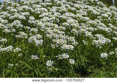 Iberis Sempervirens - White Flowers In Garden