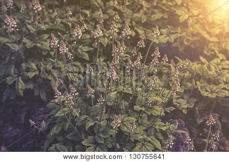 Close Up On Tiarella Flower In Garden Sunset Or Sunrise