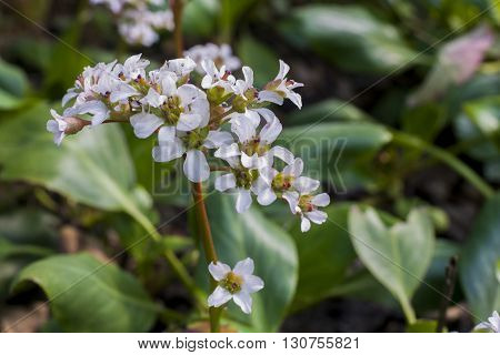 close up on white Heartleaf Bergenia in garden