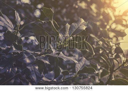 Close Up On Ilex Aquifolium Sunset Or Sunrise