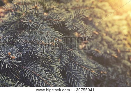 Hanging Branches Of Picea Punges Sunset Or Sunrise