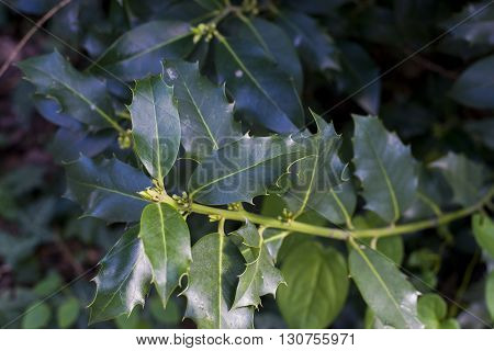 close up on Ilex aquifolium in garden