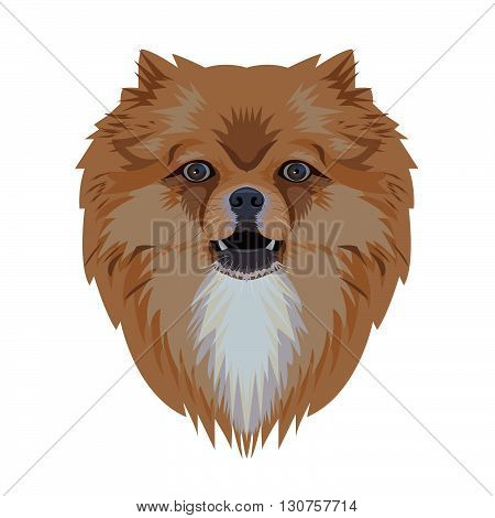Portrait of pomeranian dog isolated on white backgroundvector illustration
