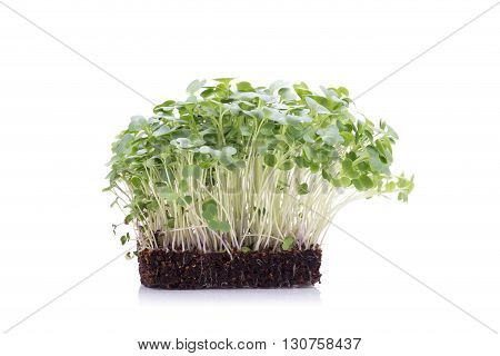 Sapling Of Tatsoi On A White Background